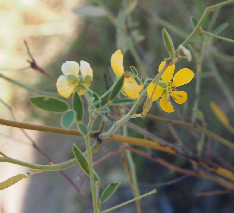 Senna goniodes