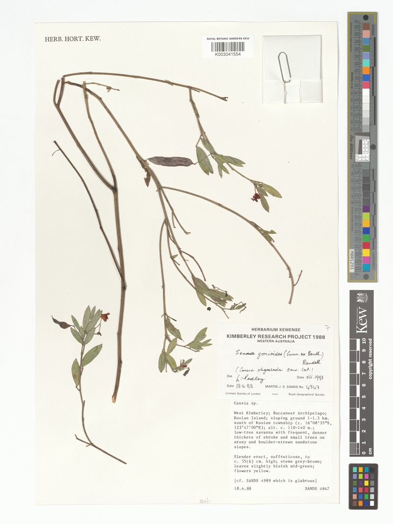 Senna goniodes photo 2