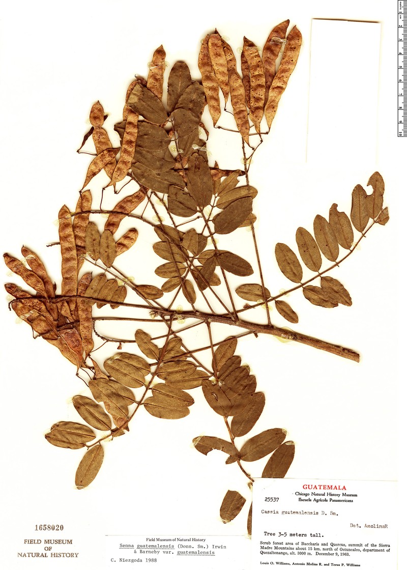 Senna guatemalensis var. guatemalensis