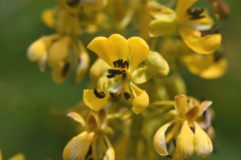 American Senna photo 3