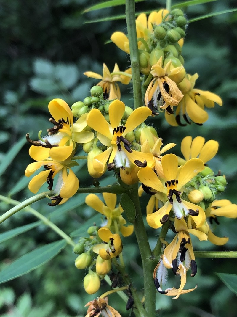 American Senna photo 4