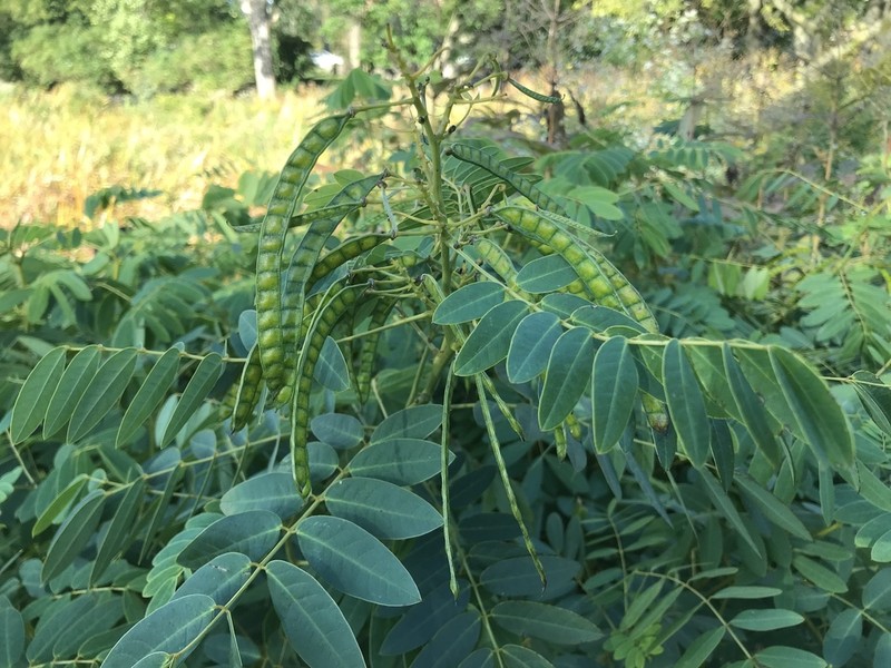 American Senna photo 5