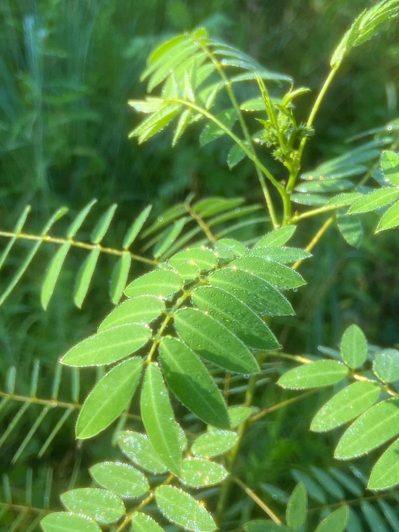 American Senna photo 6