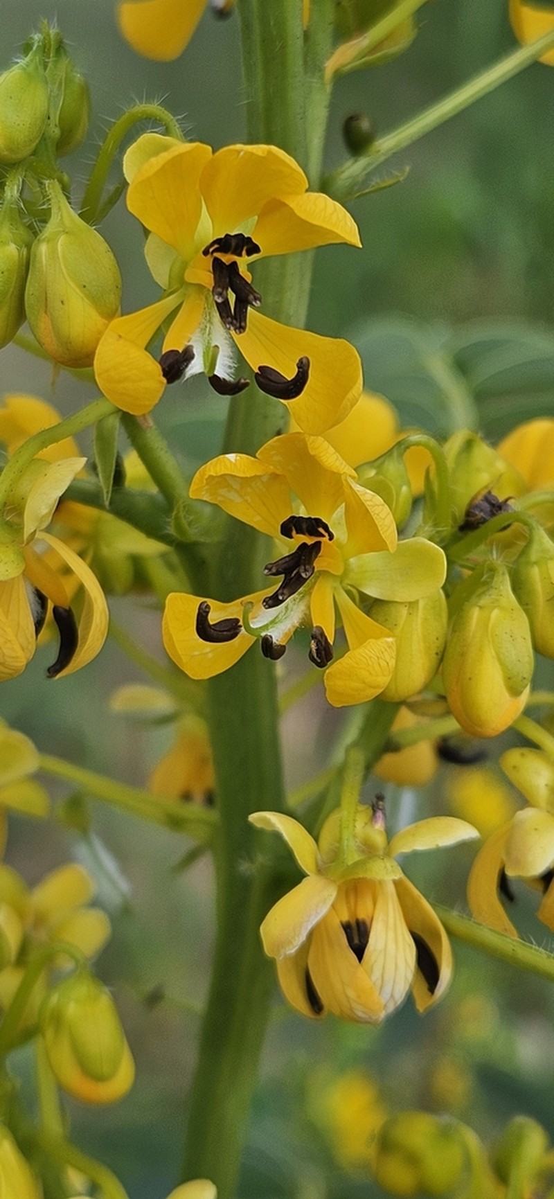 American Senna photo 7
