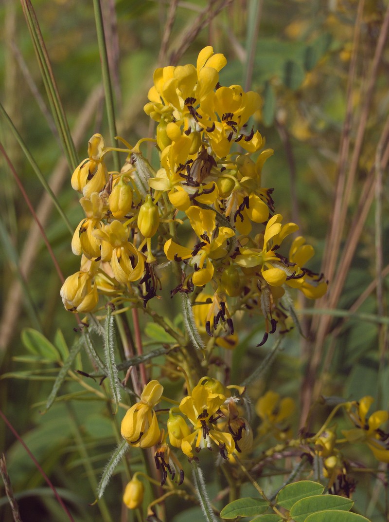 American Senna photo 5