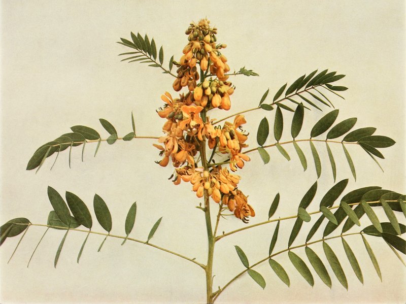 American Senna