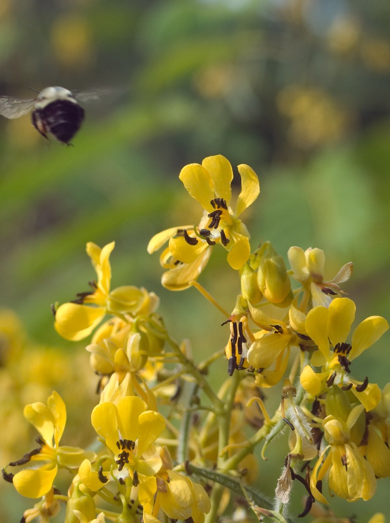 American Senna photo 2