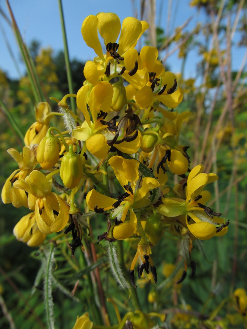 American Senna photo 3