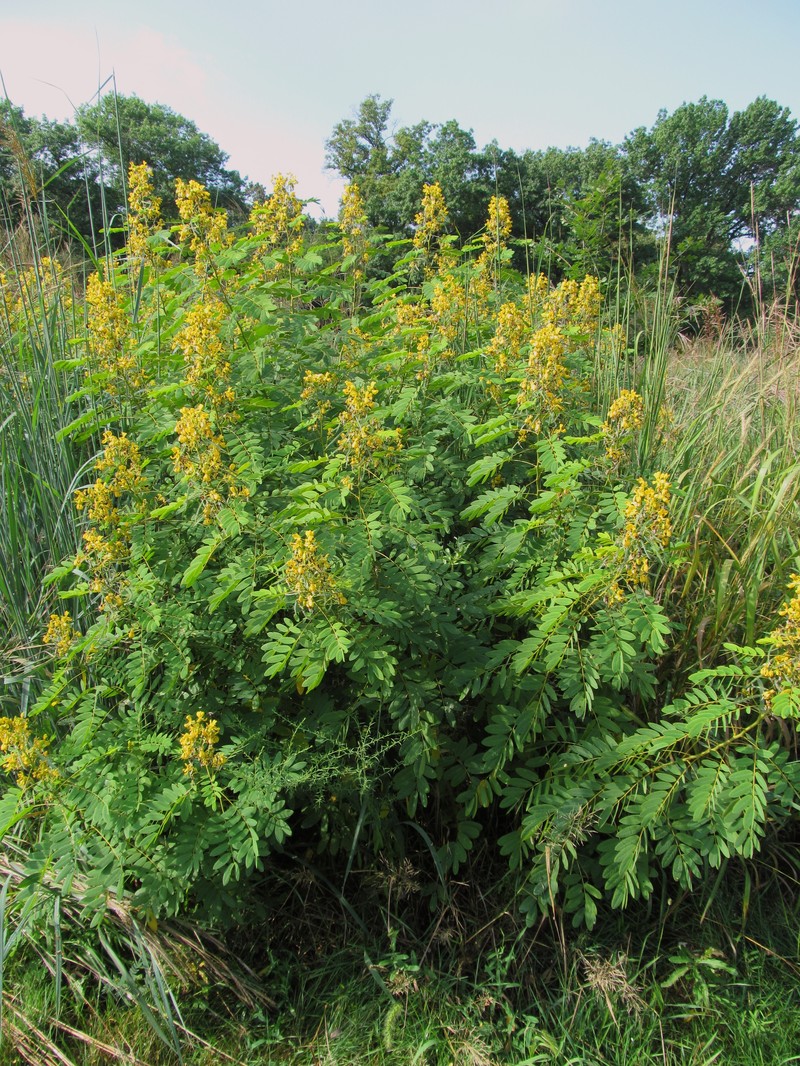 American Senna photo 4