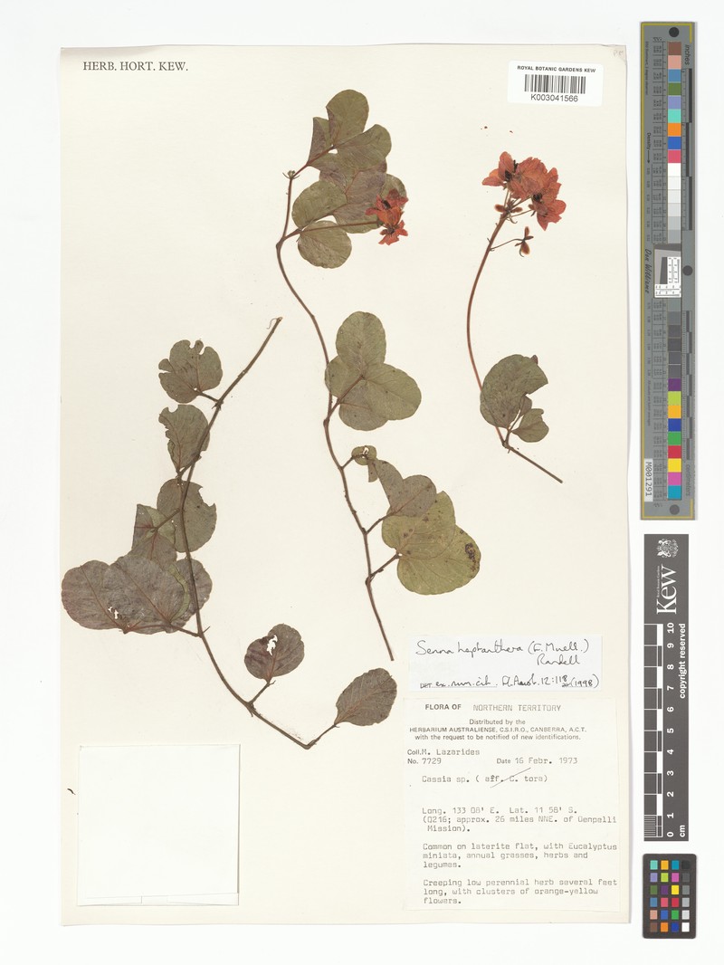 Senna heptanthera