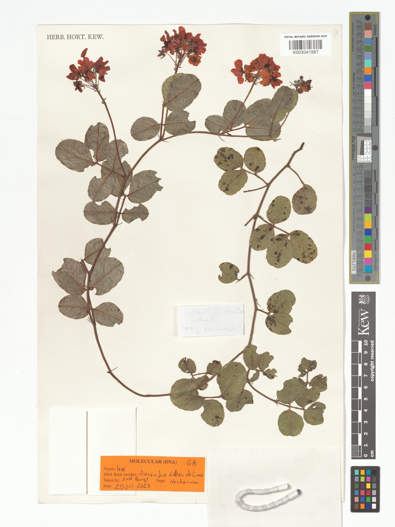 Senna heptanthera photo 2