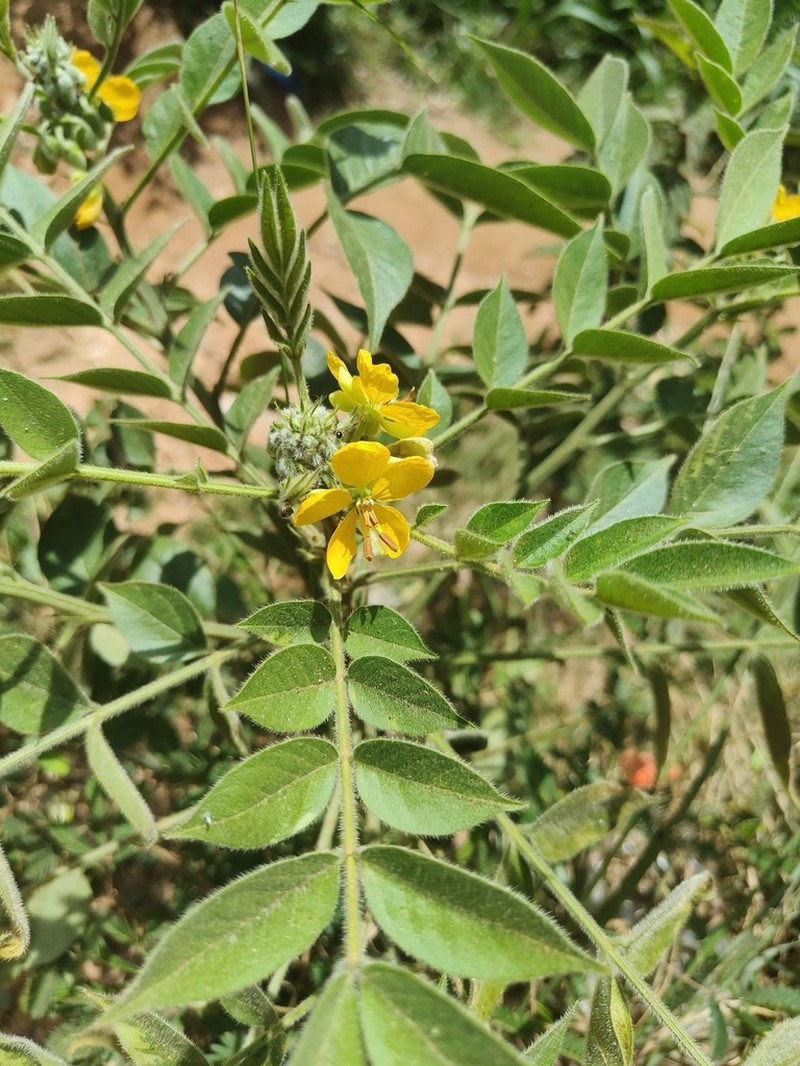 Woolly Senna photo 2