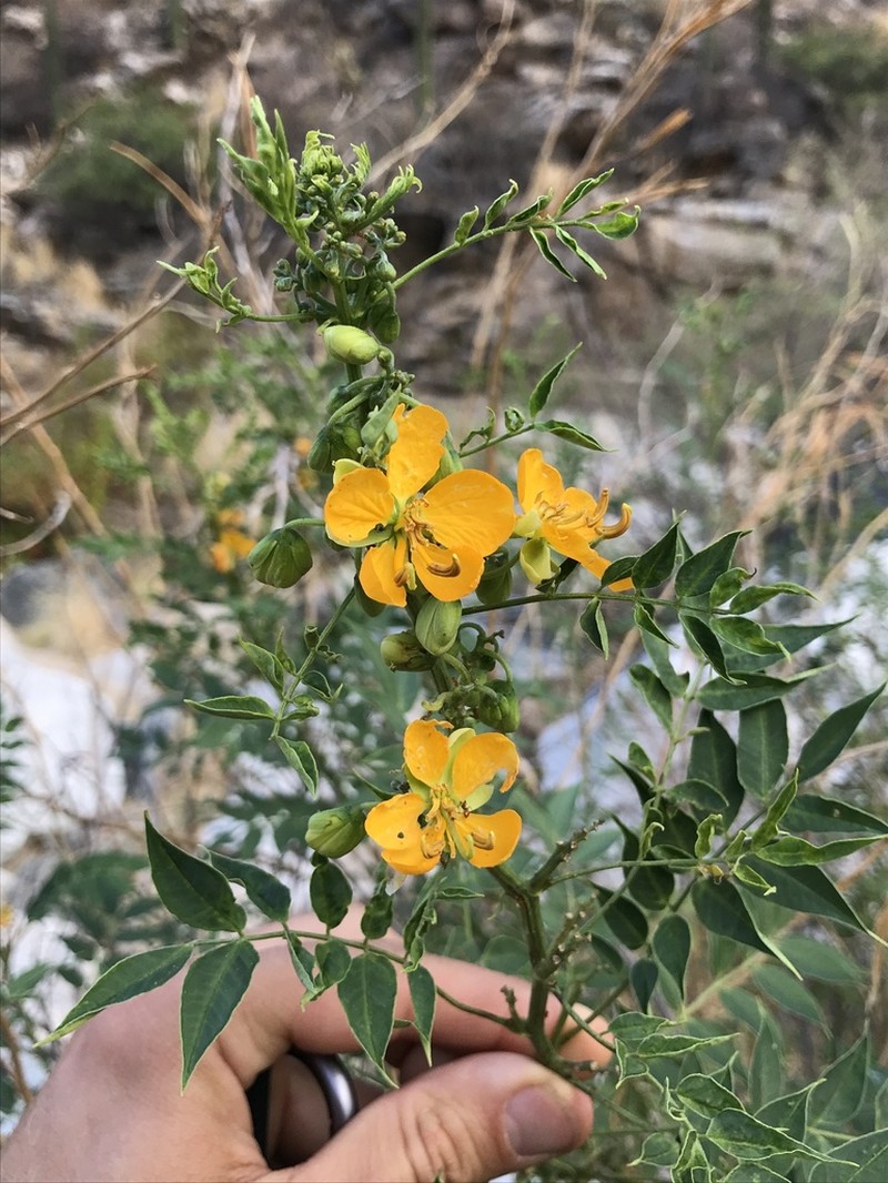 Woolly Senna photo 3