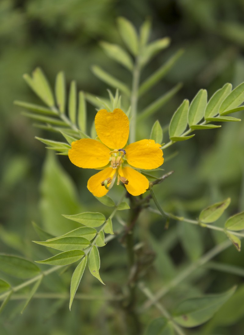 Woolly Senna photo 4