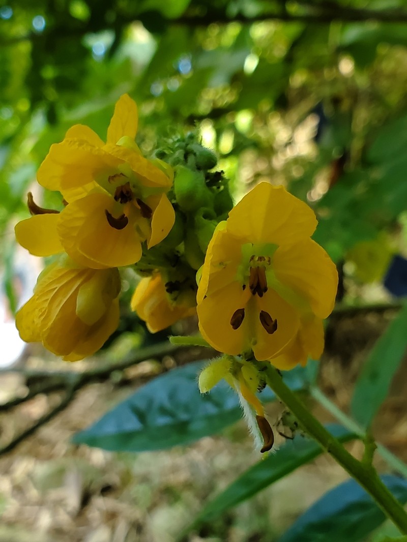 Woolly Senna photo 5