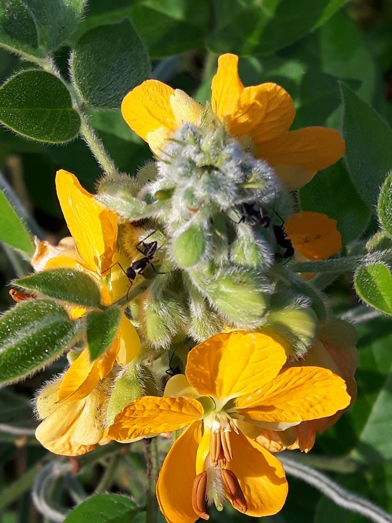 Woolly Senna photo 6