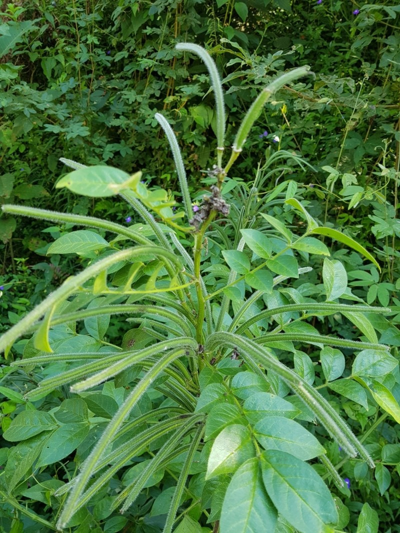 Woolly Senna photo 7
