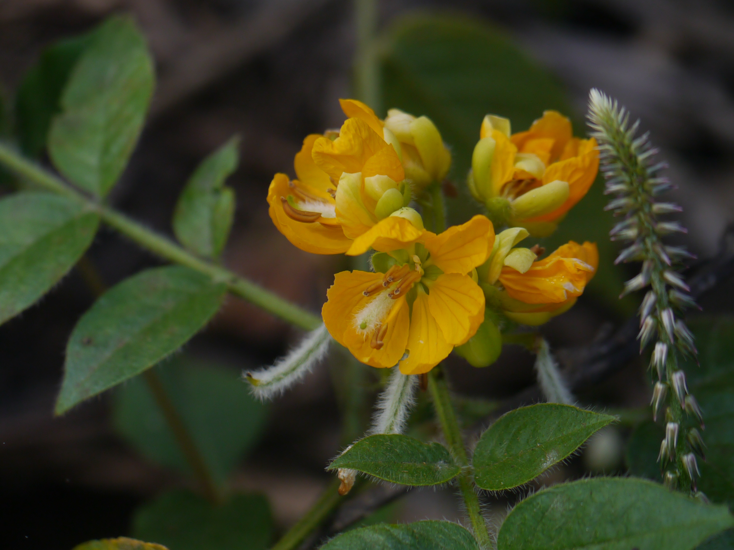 Woolly Senna