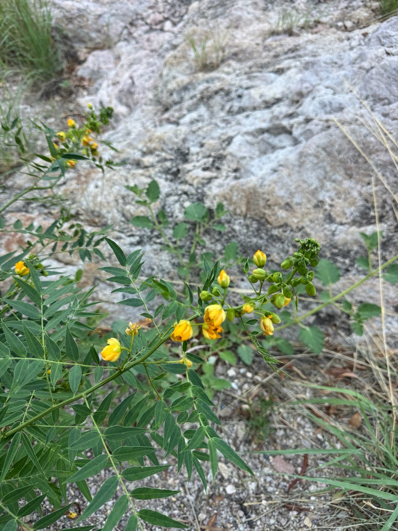 Senna hirsuta var. glaberrima photo 3
