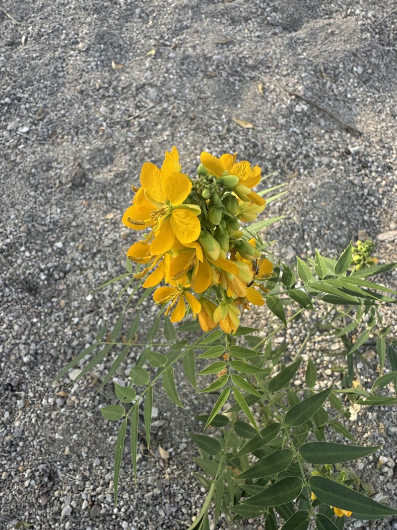 Senna hirsuta var. glaberrima photo 4