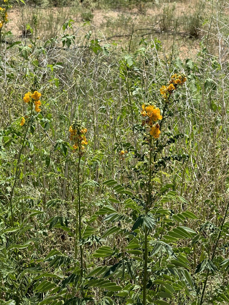 Senna hirsuta var. glaberrima photo 5