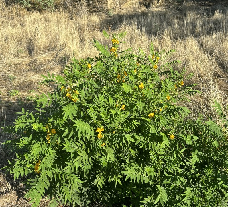 Senna hirsuta var. glaberrima photo 6
