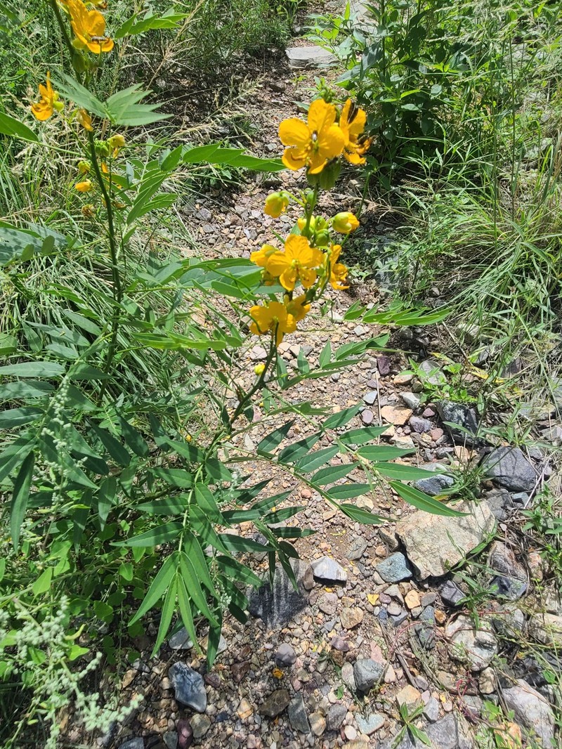 Senna hirsuta var. glaberrima photo 7