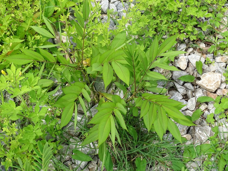 Senna hirsuta var. hirsuta