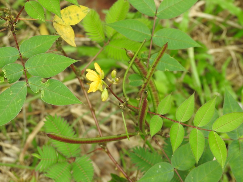 Senna hirsuta var. hirsuta photo 2