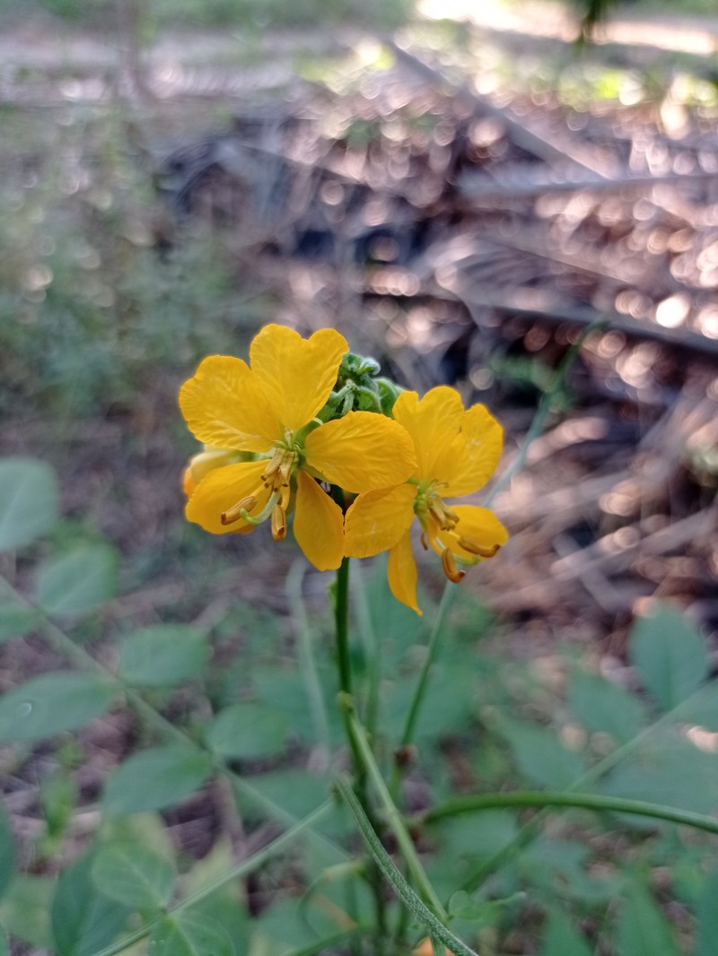 Senna hirsuta var. hirsuta photo 3