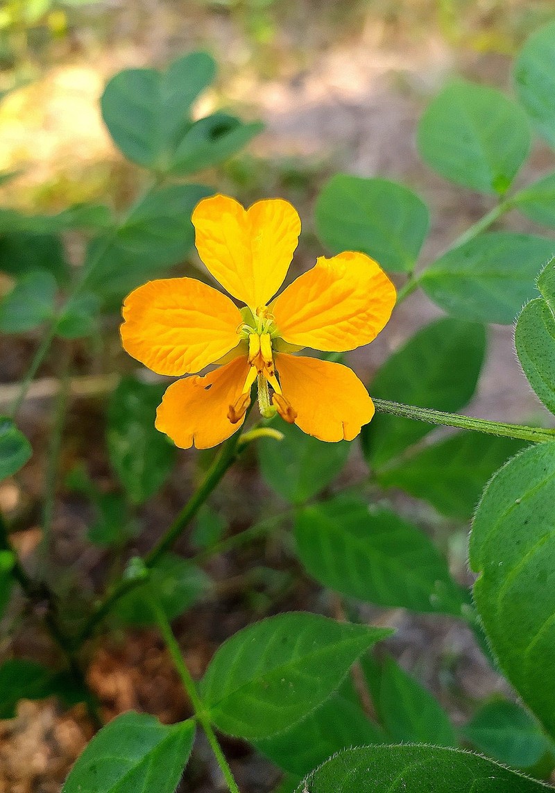 Senna hirsuta var. hirsuta photo 4
