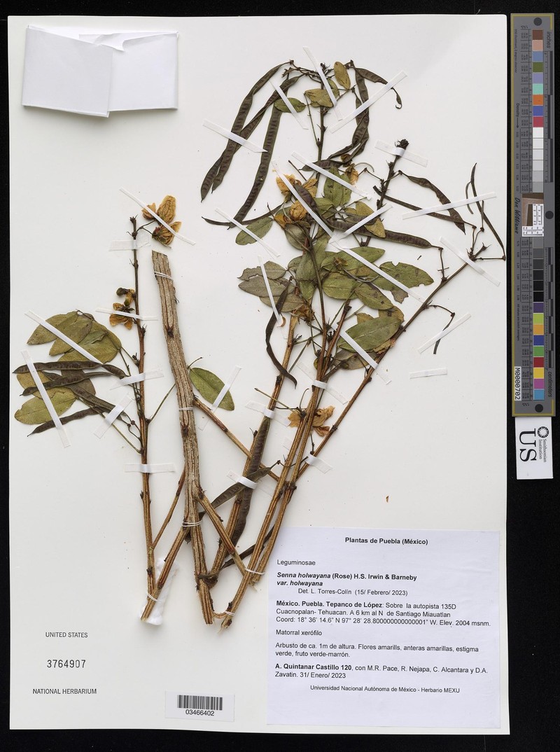 Senna holwayana var. holwayana
