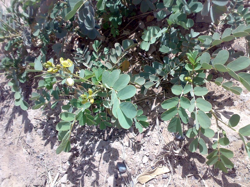 Port Royal Senna photo 4