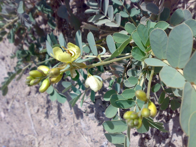 Port Royal Senna photo 5