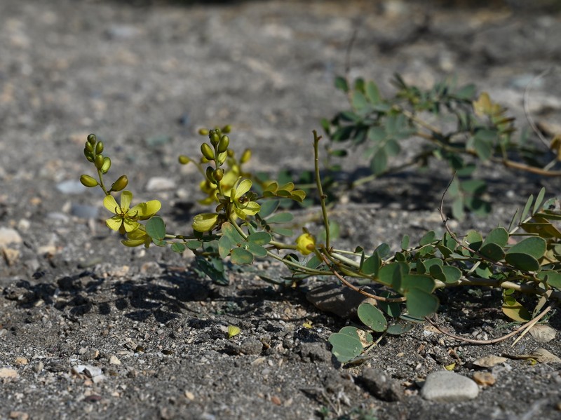 Port Royal Senna photo 2