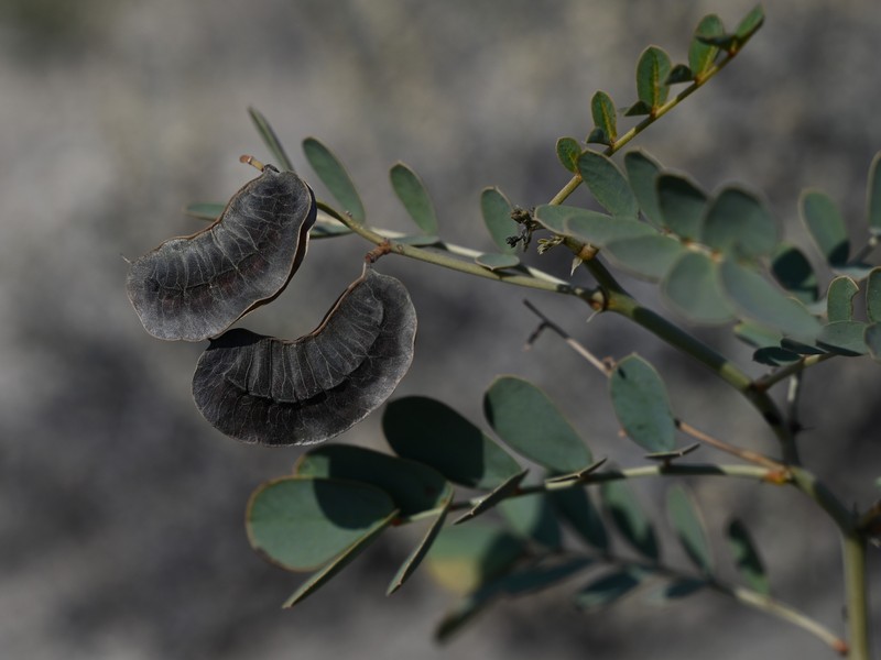 Port Royal Senna photo 3