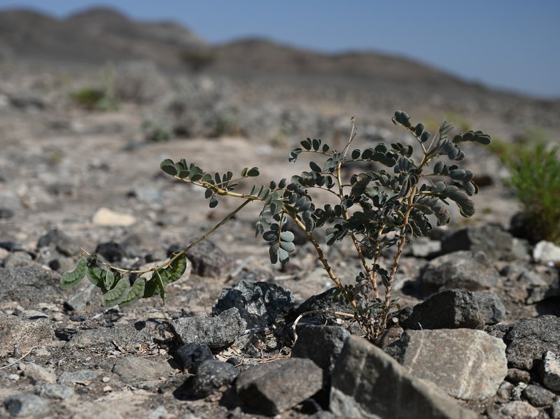 Port Royal Senna photo 6