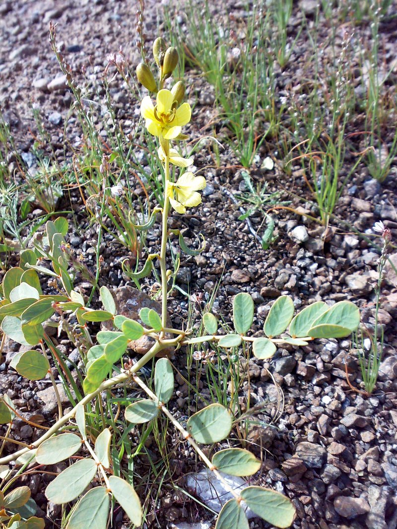 Port Royal Senna photo 8