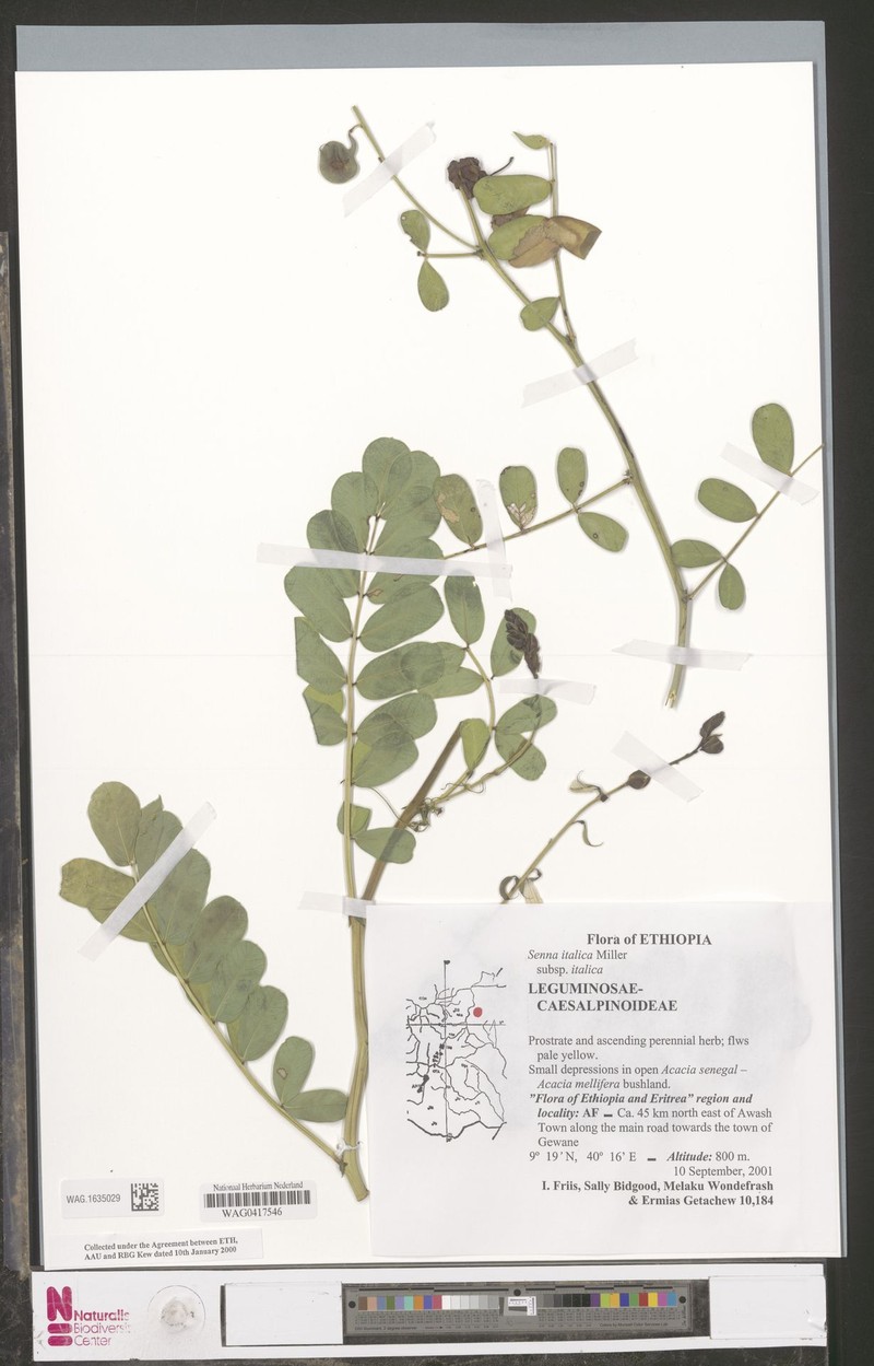 Senna italica subsp. italica