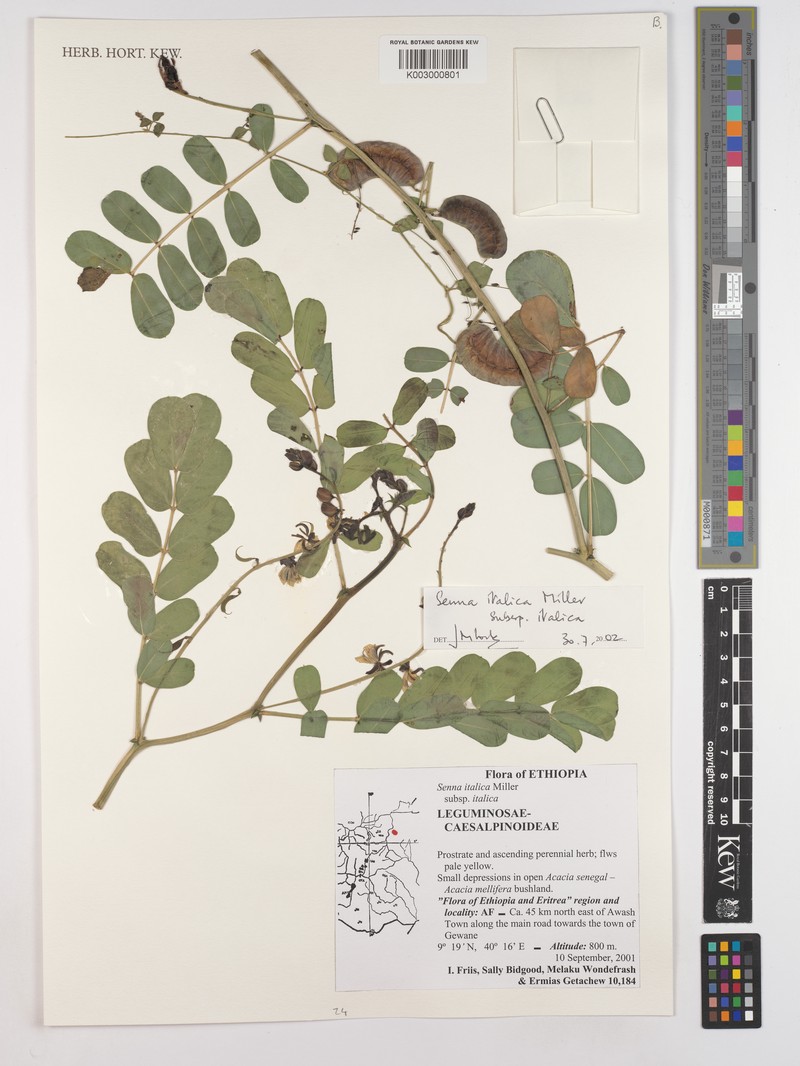 Senna italica subsp. italica photo 2