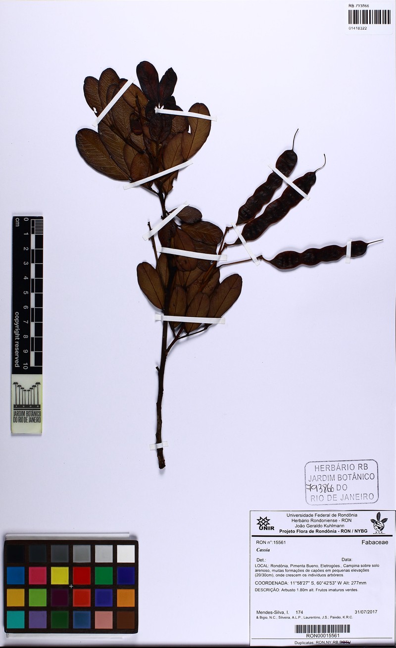 Senna kuhlmannii