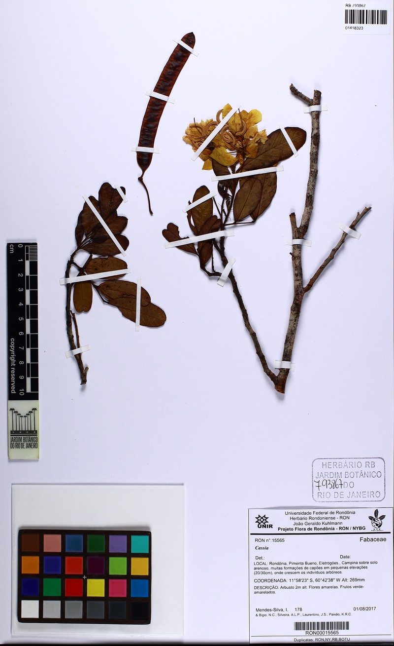 Senna kuhlmannii photo 2