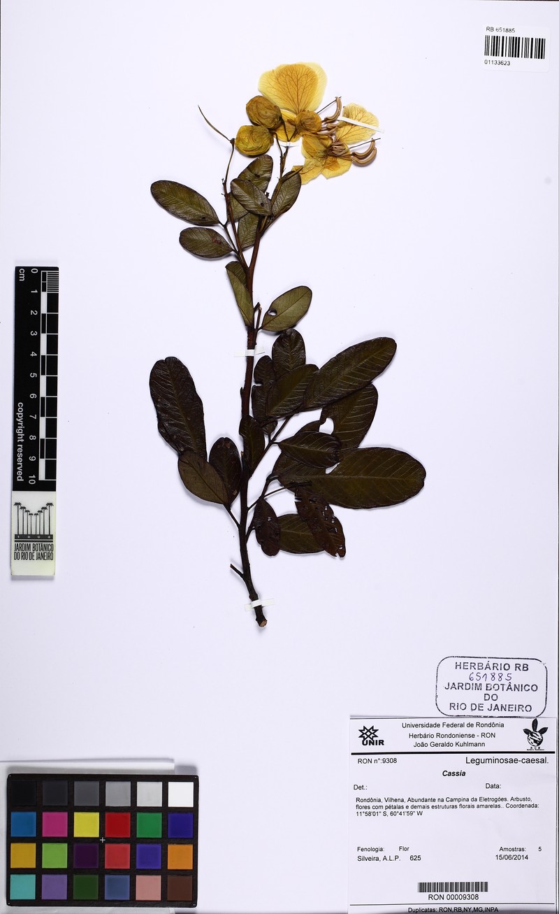 Senna kuhlmannii photo 3