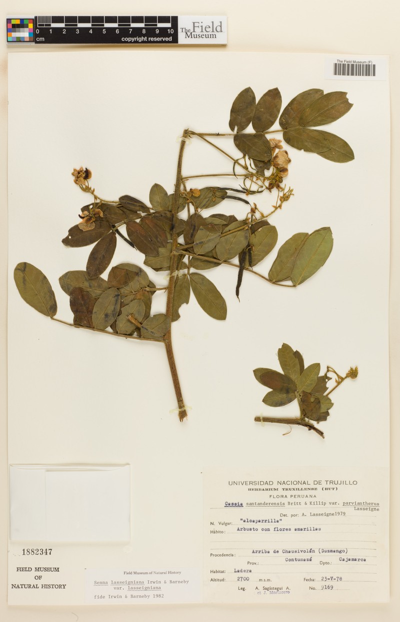 Senna lasseigniana var. lasseigniana
