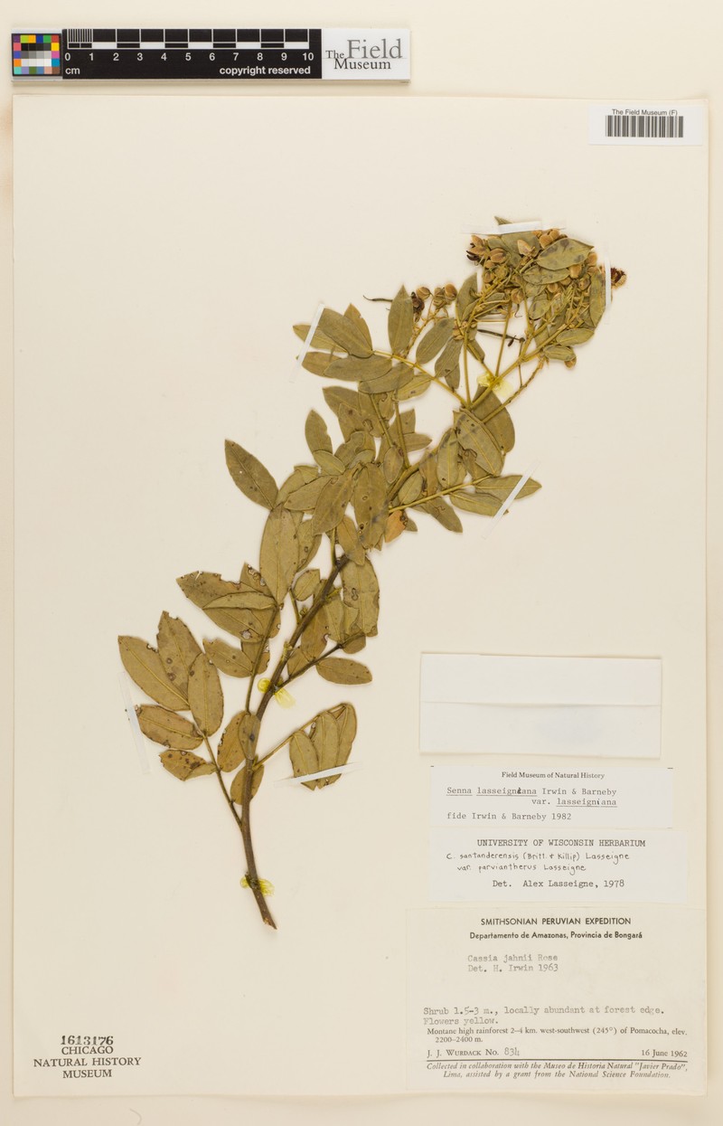 Senna lasseigniana var. lasseigniana photo 2