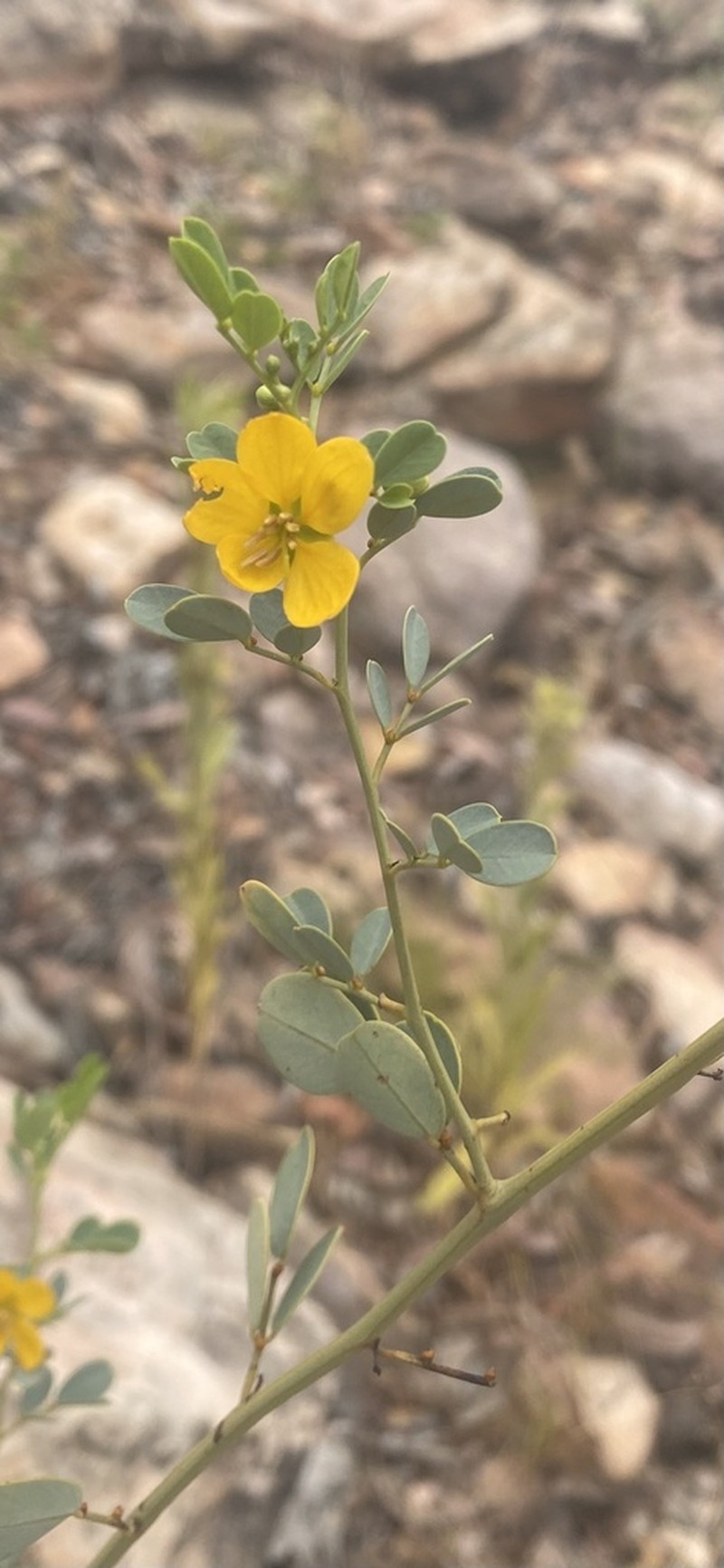 Senna leptoclada photo 2