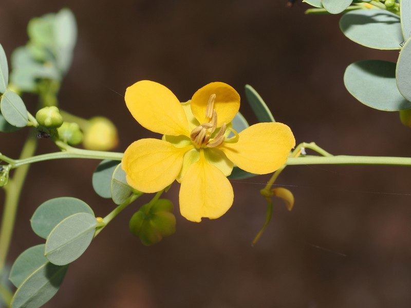 Senna leptoclada photo 3