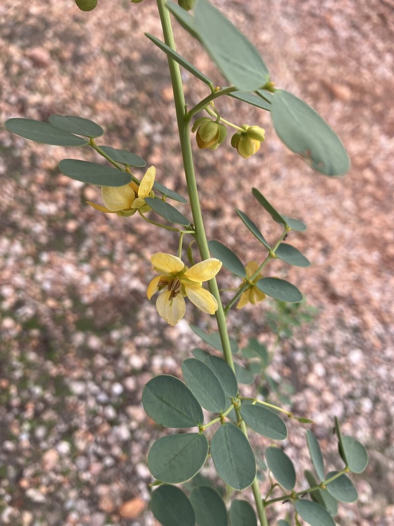Senna leptoclada photo 4