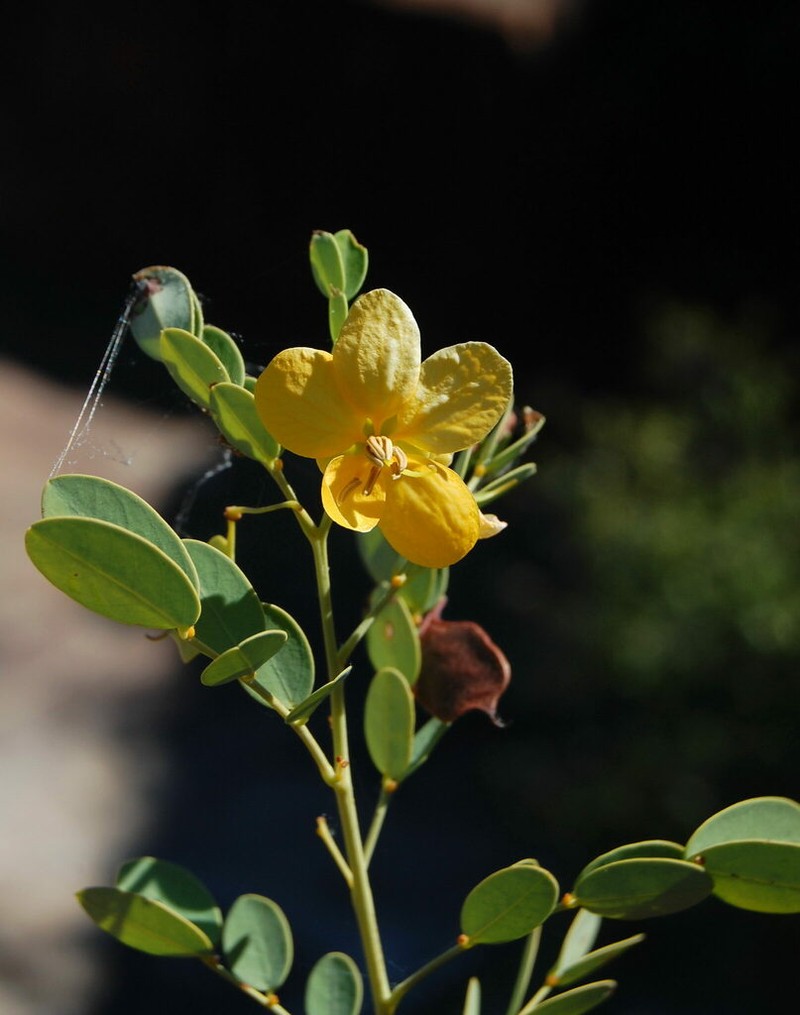 Senna leptoclada photo 5