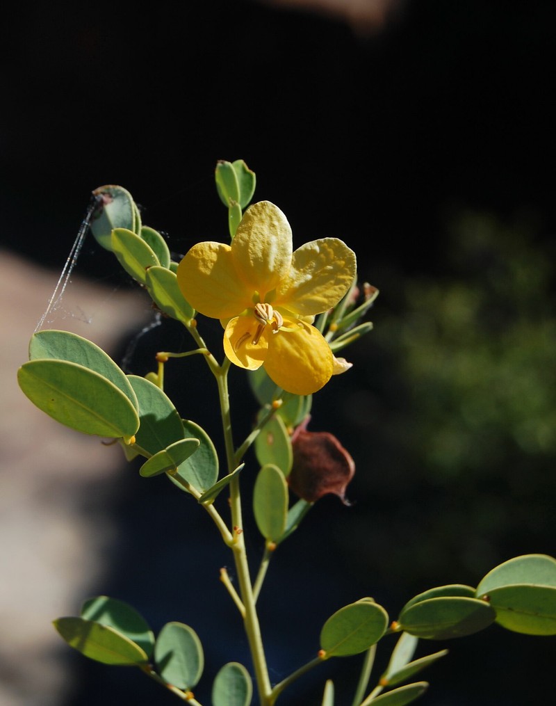 Senna leptoclada photo 8